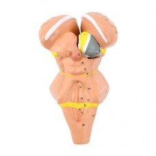 Brainstem and Nuclei of the Hypothalamus, 4 Parts